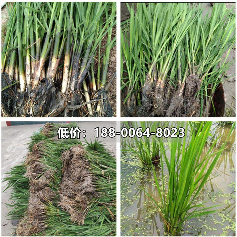 野生茭白苗种现挖特早熟高产双季茭白苗四季高笋高瓜苗