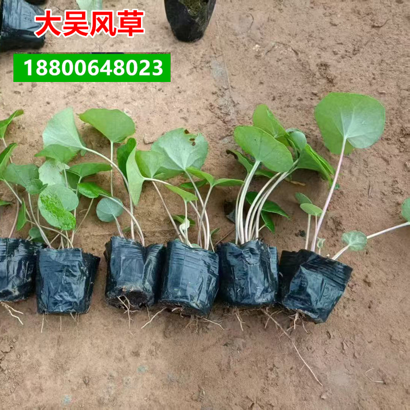 300盆大叶吴风草大苗盆栽地栽多年生耐热耐寒耐阴室外庭院带原土图片