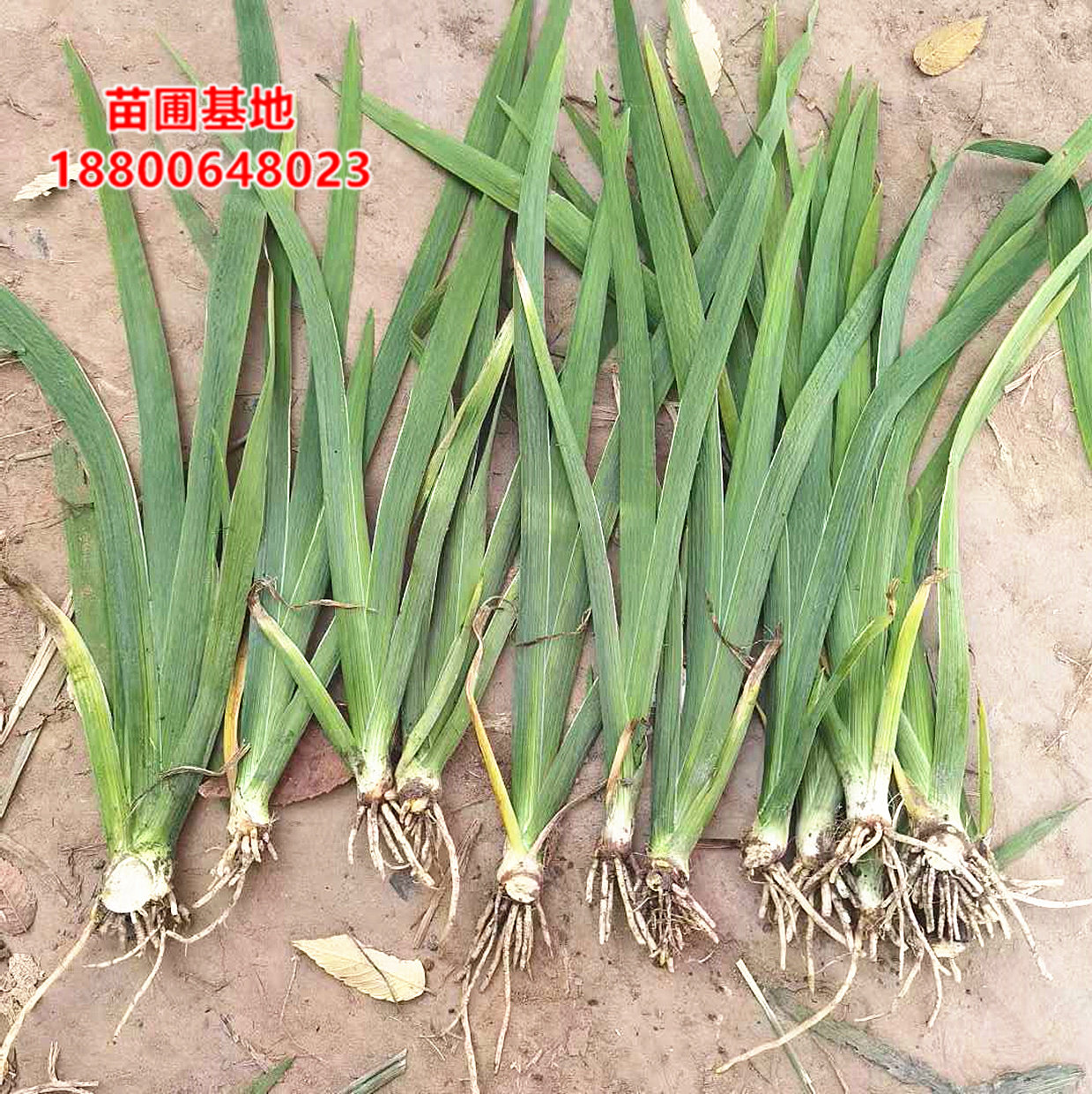 水生常绿挺水鸢尾耐寒湿地苗图片