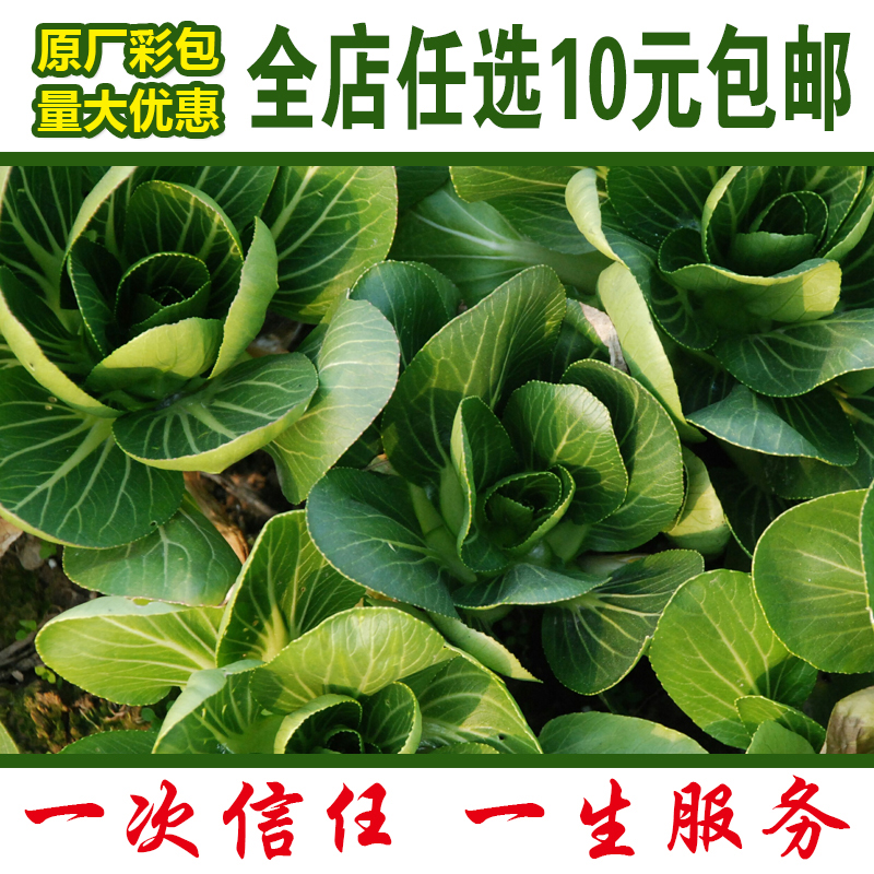 青菜小油菜上海青鸡毛菜春季蔬菜种子四季播阳台易种农家包邮种籽