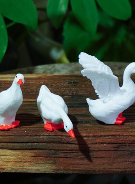 探头喝水鸭子庭院鱼缸鸭鸭