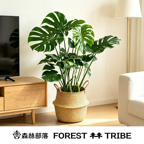 森林部落龟背竹老桩大盆栽好养