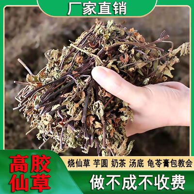 高胶质仙草全叶正宗仙人草黑凉粉草干烧仙草龟苓膏原料草粿草叶子