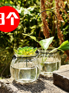 3个铜钱草容器水生水养绿萝