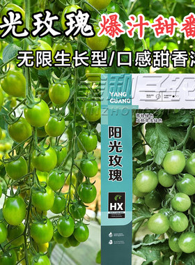 阳光玫瑰番茄种子绿色小番茄种子