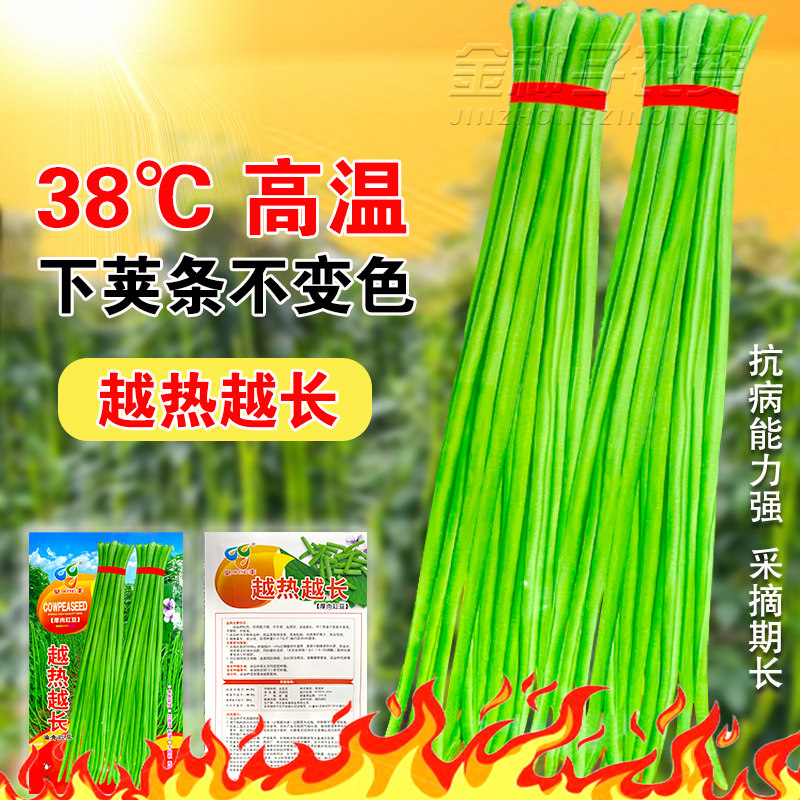 越热越长高产豇豆种子四季豆夏季秋播播高产春季豆角种籽蔬菜种孑