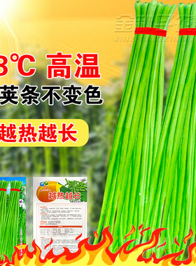 越热越长高产豇豆种子四季豆夏季秋播播高产春季豆角种籽蔬菜种孑
