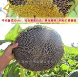 Большие съедобные семена подсолнечника с высоким уровнем урожая.