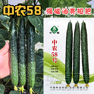 中蔬中农58号强雌油亮短把黄瓜种子密刺长黄瓜种子春季高产蔬菜籽