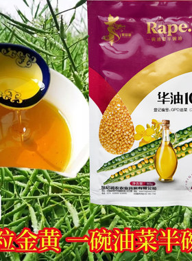 华油100白菜型抗病抗倒伏油菜籽