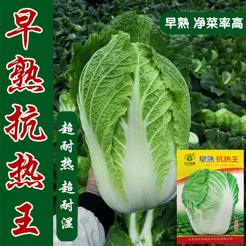 早熟抗热白菜种子夏季耐热夏阳