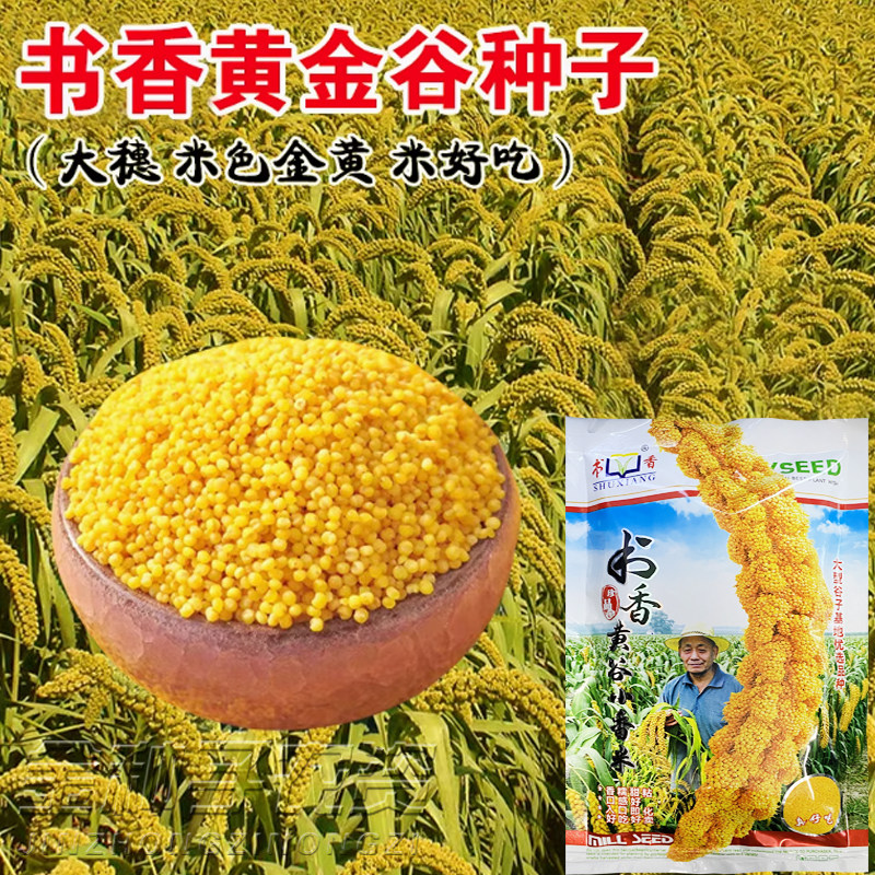 黄金谷吨谷一号小米种子春季矮杆大穗谷种谷子种子黄谷粟米小香米