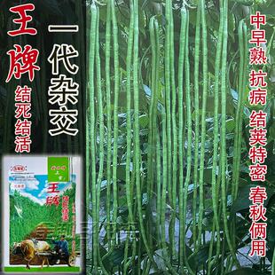 王牌压塌架结死结活豇豆种子中早熟产量高长荚多翠绿豆角种籽