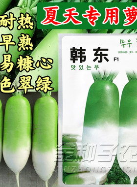 韩东F1青萝卜种子抗病秋播