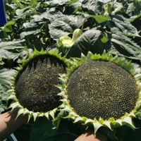 American Big Flow -Blower [Big Milk Edit Flower] 500 грамм