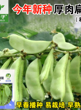大肉厚扁豆 红扁豆早熟高产红眉豆青眉豆蔬菜眉豆扁豆种子正宗