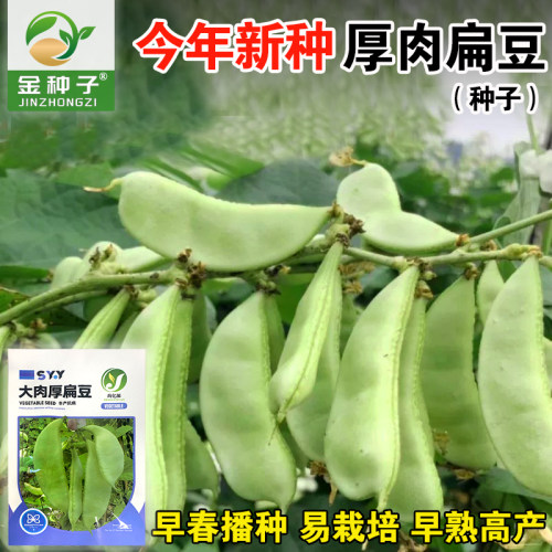 大肉厚扁豆 红扁豆早熟高产红眉豆青眉豆蔬菜眉豆扁豆种子正宗