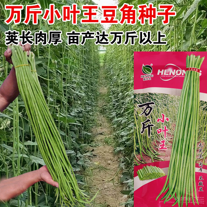早熟高产原种小叶长豇豆种子绿特长豆角春秋四季蔬菜庭院大田易种