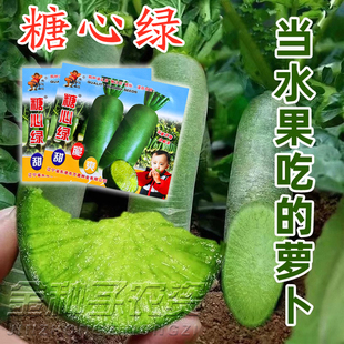 冰糖心萝卜孑甜脆水果型青萝卜种孑四季蔬菜沙窝樱桃红芯凤梨罗卜