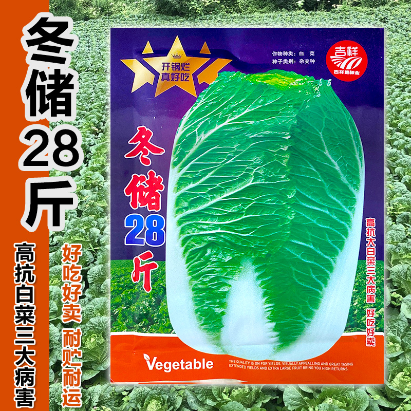 冬储28斤秋播大白菜种子特大