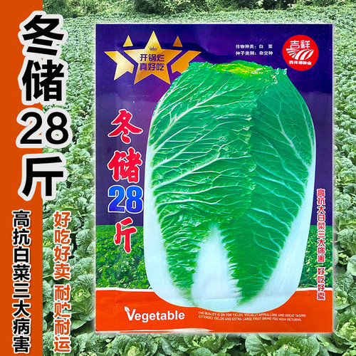 冬储28斤秋播大白菜种子特大