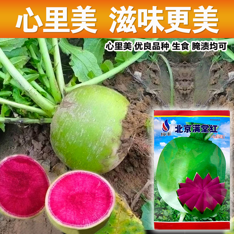 原厂彩包心里美萝卜脆甜家庭种植