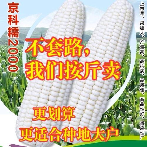 大棒型京科糯2000E春夏种植