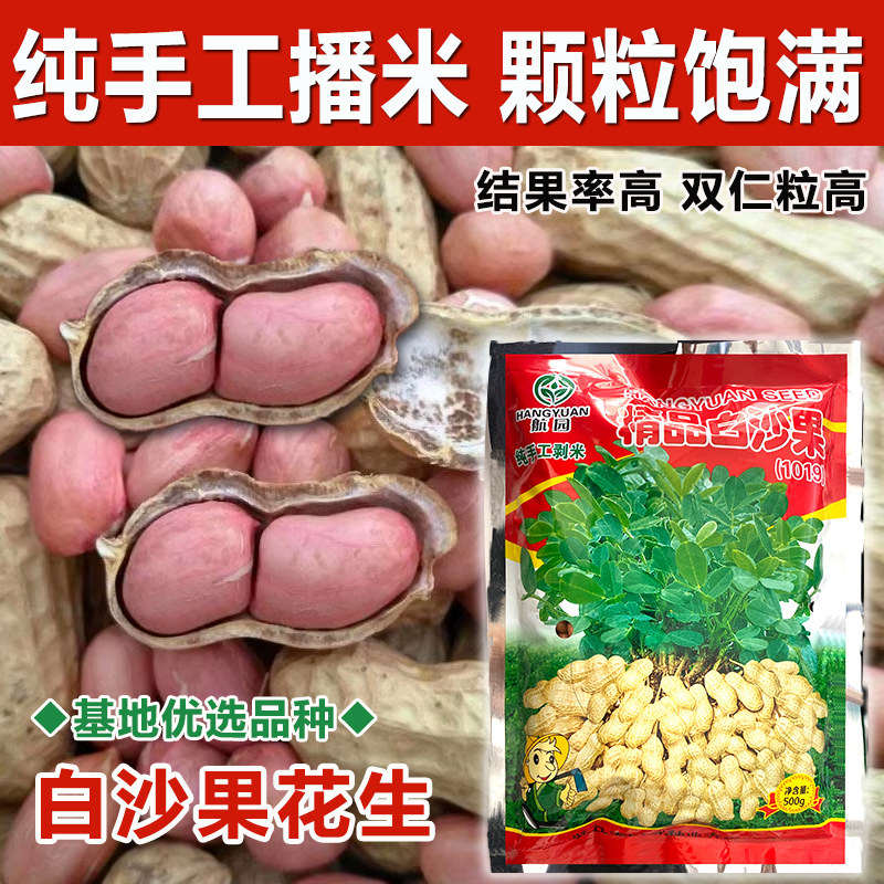 小白沙花生原种特好吃产量高图片