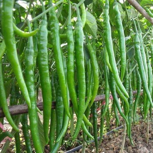 Семена перца линии перца Су Руньи, яровые высокоурожайные семена овощных культур перца линии, раннеспелые, устойчивые к болезням, высокоурожайные, высеваются в четыре сезона весной и летом.