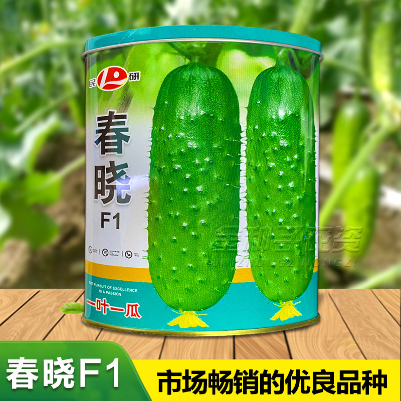 高产嫩脆全雌水果黄瓜苗秧强磁黄瓜种子旱黄瓜大小黄瓜籽基地种子