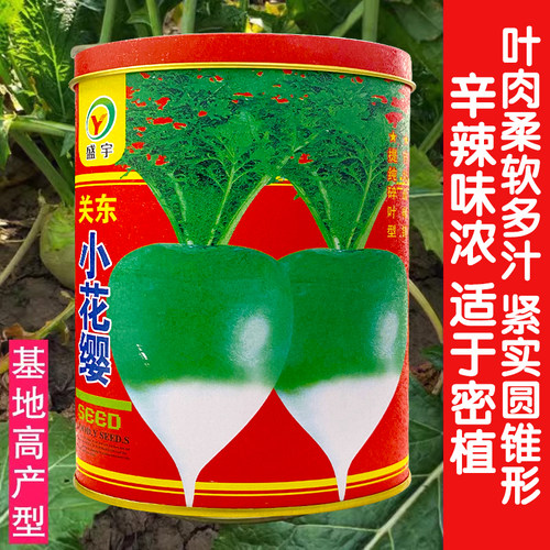 碎叶小花原装芥菜腌渍秋季种子