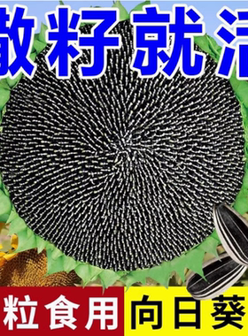 食用向日葵种子春夏四季播大瓜籽