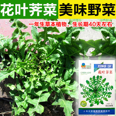 野生荠荠菜种子清香鲜嫩野菜