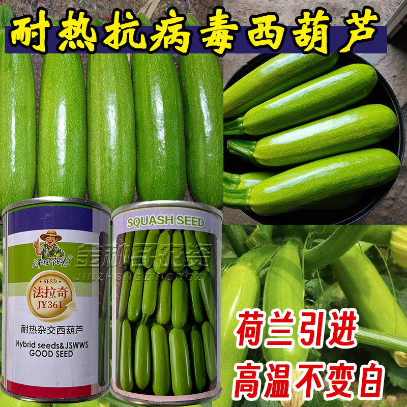 荷兰进口耐热抗病西葫芦种子
