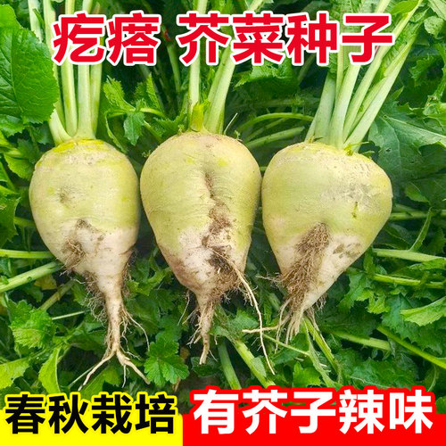 芥菜根芥菜头榨菜拉疙瘩辣