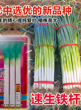 速生寒葱大葱种子 抗病耐寒越冬高白铁杆山东章丘巨葱大葱种子籽