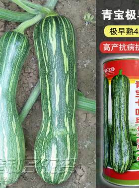 花皮七叶早熟南瓜种子嫩瓜脆甜老瓜香糯甜密吊瓜种籽高产蔬菜种孑