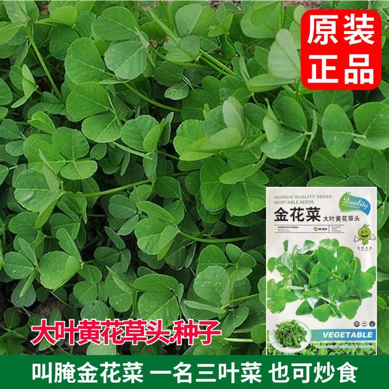 金花菜种子上海大叶黄花草头种籽四季黄花苜蓿菜种子大叶黄花草头