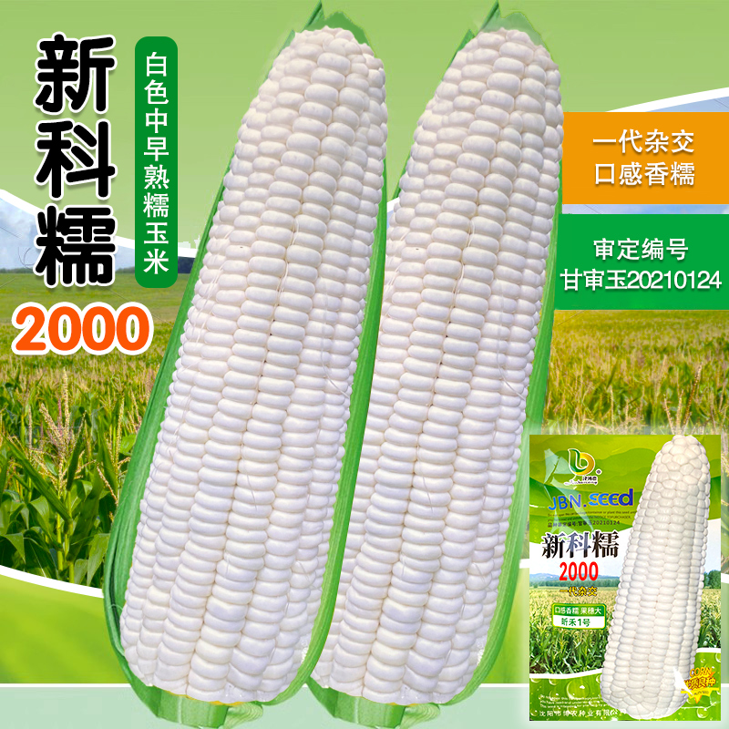 新科糯2000糯玉米种子早熟甜糯