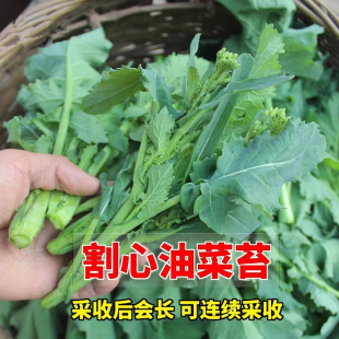改良割心油菜苔种子油菜心菜薹四季 播耐热农家田园阳台蔬菜种籽孑