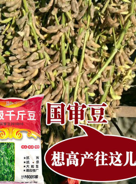 超级千斤豆黄豆种子早黄豆种子中黄13大豆种籽高产中黄37黄豆种子