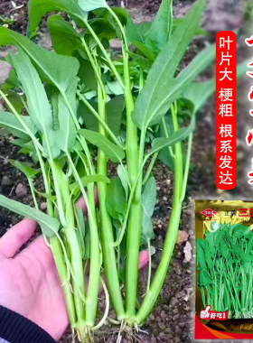 正宗高产三叉空心菜种籽通心菜