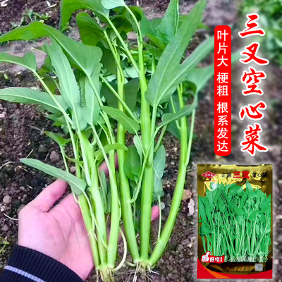 正宗高产三叉空心菜种籽通心菜
