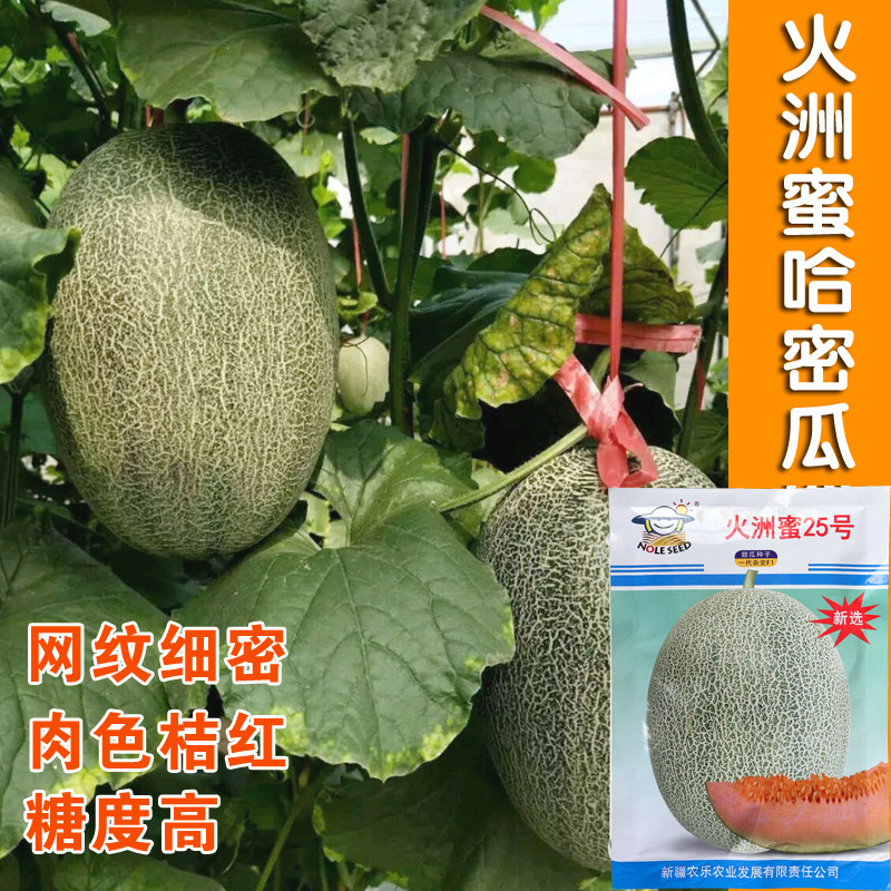 火洲蜜25号哈密瓜甜瓜种子西州蜜网纹绿皮桔红肉瓜种籽水果种子