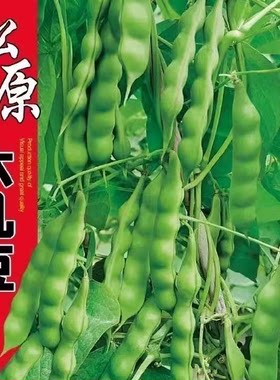 东北新籽几豆角籽松原大几豆豆角种子油豆角子搭架鼓豆面白芸豆