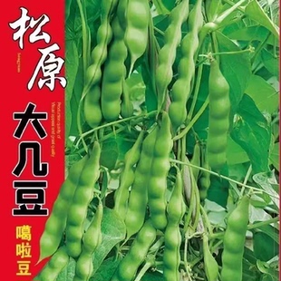 东北新籽几豆角籽松原大几豆豆角种子油豆角子搭架鼓豆面白芸豆