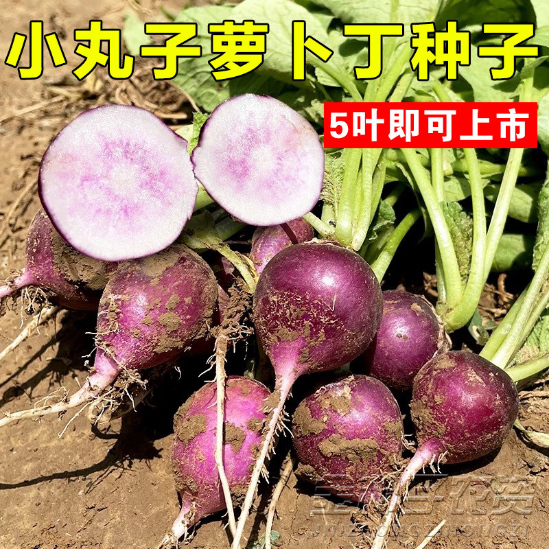 小丸子萝卜紫萝卜种子四季播种蔬菜种子新手易种红皮白心萝卜种籽