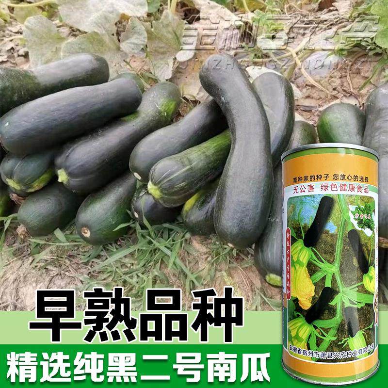 纯黑七叶早南瓜种籽花皮七叶南瓜春秋早熟高产香甜板栗味南瓜蔬菜,农用物资,蔬菜种子/种苗,淘宝优惠券,粉丝福利购,淘宝优惠卷