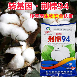 春季大桃千斤王棉花种籽子国审大田种农用高产抗病抗虫大桃棉花籽