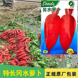 特长冈水萝卜种子 红皮白肉水萝卜 泡菜胭脂萝卜 口感清脆易种植